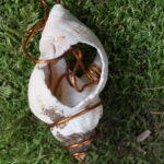Mystische Spiralschnecke