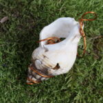 Mystische Spiralschnecke – Bild 3