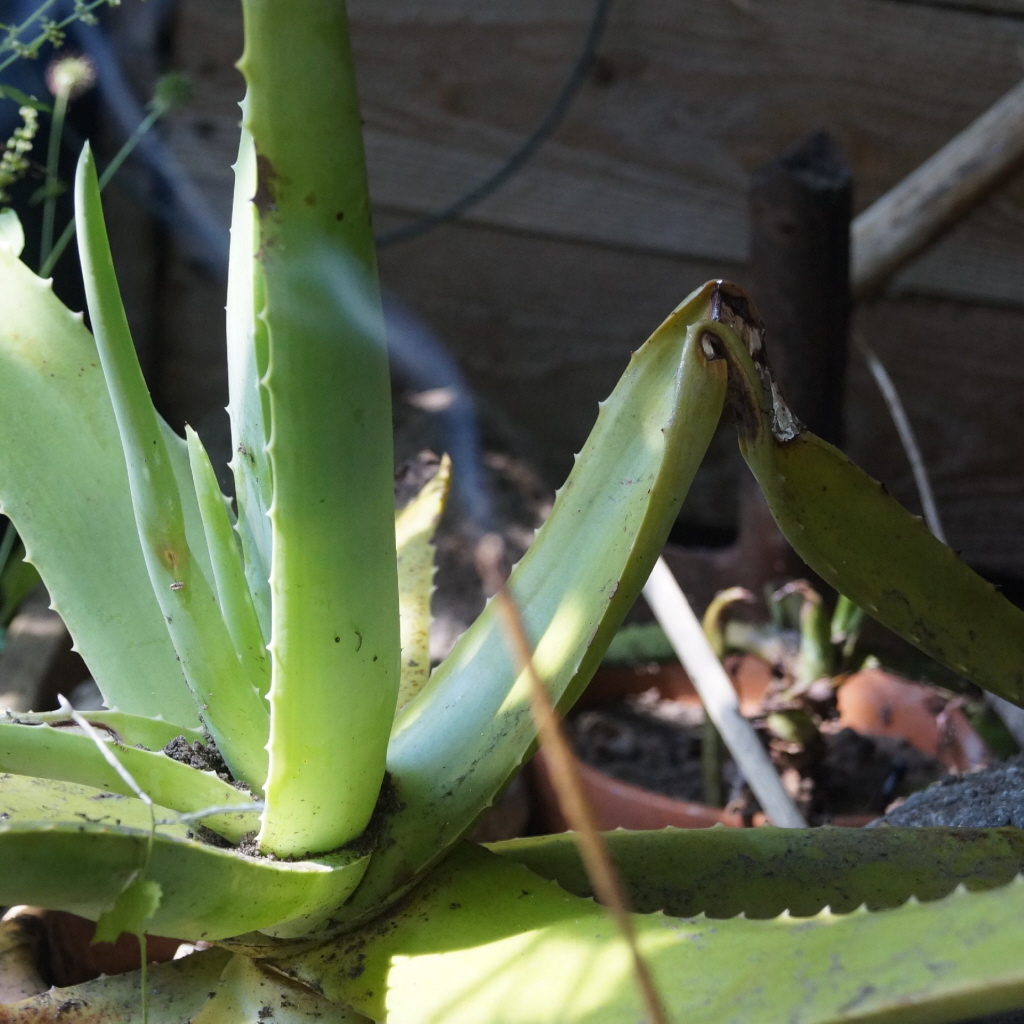 Rauch_Agave_d Weißer Salbei