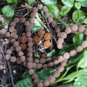 Rudraksha
