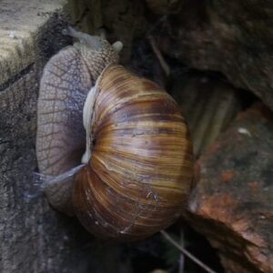 weinbergschnecke