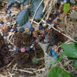 Feurige Eleganz – Bild 5