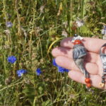 Nordsee-Engel – Bild 3