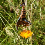 Schatz der Gezeiten – Bild 2
