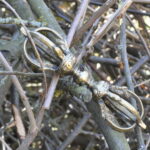 Zen Chime – Bild 3