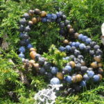 Tanz des Feuers – Bild 8
