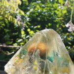Distellicht – Bild 3