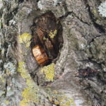 Sauti – Bild 3