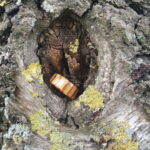 Sauti – Bild 2