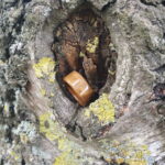 Werftgold – Bild 4
