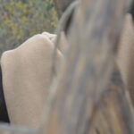 Nomadenruhe – Bild 6