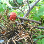 PowerTone – Bild 3