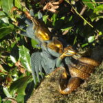 Nag Kanya – Bild 4