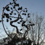 Ewiger Hain – Bild 3