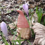 Bergwichtel