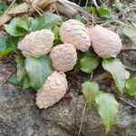 Zirbenzapfen – Bild 3