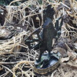 Kali – Bild 4